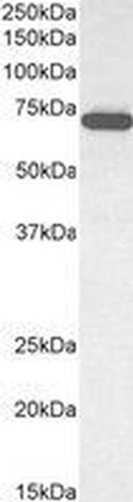 ELF1 Antibody in Western Blot (WB)
