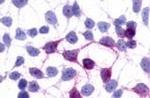 GPR45 Antibody in Immunocytochemistry (ICC/IF)