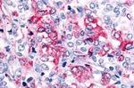GPR45 Antibody in Immunohistochemistry (Paraffin) (IHC (P))