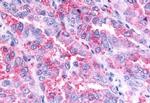 GPR45 Antibody in Immunohistochemistry (Paraffin) (IHC (P))