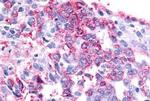 GPR45 Antibody in Immunohistochemistry (Paraffin) (IHC (P))