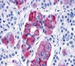 GPR10 Polyclonal Antibody