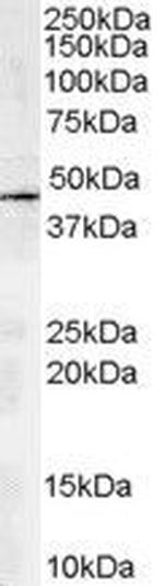 ACTR1A Antibody in Western Blot (WB)