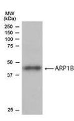 ACTR1B Antibody in Western Blot (WB)