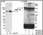 FKBP15 Antibody in Western Blot (WB)
