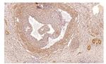 PDE1C Antibody in Immunohistochemistry (IHC)
