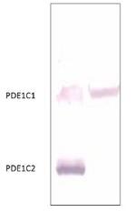 PDE1C Antibody in Western Blot (WB)