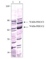 PDE1C Antibody in Western Blot (WB)
