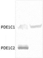 PDE1C Antibody in Western Blot (WB)