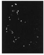PDE4A Polyclonal Antibody