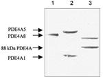 PDE4A Antibody in Western Blot (WB)