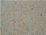 PDE4B Antibody in Immunohistochemistry (IHC)