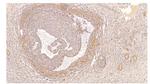 PDE4B Antibody in Immunohistochemistry (Paraffin) (IHC (P))