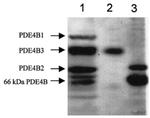 PDE4B Antibody in Western Blot (WB)