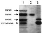 PDE4B Antibody in Western Blot (WB)