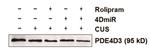 PDE4D3 Antibody in Western Blot (WB)