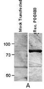 PDE4B Antibody in Western Blot (WB)