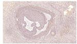 PDE7A Antibody in Immunohistochemistry (IHC)