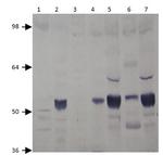 PDE7A Antibody in Western Blot (WB)