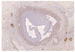 PDE8A Antibody in Immunohistochemistry (IHC)