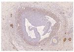 PDE8A Antibody in Immunohistochemistry (Paraffin) (IHC (P))