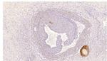 PDE8B Antibody in Immunohistochemistry (IHC)