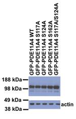 PDE11A Antibody in Western Blot (WB)