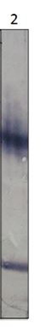 PDE11A Antibody in Western Blot (WB)