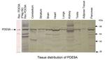 PDE9A Polyclonal Antibody