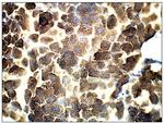 Adenylate Cyclase 3 Antibody in Immunohistochemistry (Paraffin) (IHC (P))