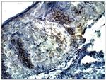 Adenylate Cyclase 4 Antibody in Immunohistochemistry (Paraffin) (IHC (P))