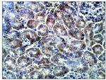 Adenylate Cyclase 7 Antibody in Immunohistochemistry (Paraffin) (IHC (P))