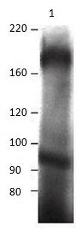 MERTK Antibody in Immunoprecipitation (IP)