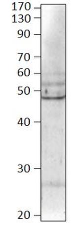 BMP-8B Polyclonal Antibody