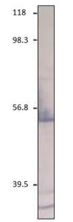 CXCR2 Polyclonal Antibody