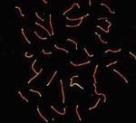 SCP3 Polyclonal Antibody