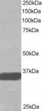 MORF4L2 Antibody in Western Blot (WB)