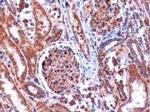 Kinesin 5B Antibody in Immunohistochemistry (Paraffin) (IHC (P))