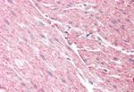 GRAF Antibody in Immunohistochemistry (Paraffin) (IHC (P))