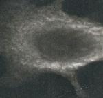 Calreticulin Antibody in Western Blot (WB)