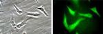 Beclin 1 Antibody in Immunocytochemistry (ICC/IF)