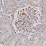 Beclin 1 Antibody in Immunohistochemistry (Paraffin) (IHC (P))