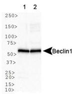 Beclin 1 Antibody in Western Blot (WB)