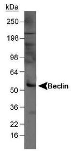 Beclin 1 Antibody in Western Blot (WB)
