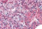 Claudin 14 Antibody in Immunohistochemistry (Paraffin) (IHC (P))