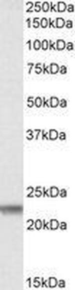 Claudin 14 Antibody in Western Blot (WB)