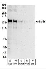 EMSY Antibody in Western Blot (WB)