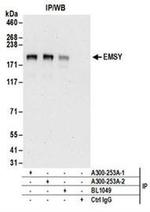 EMSY Antibody in Western Blot (WB)