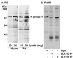eIF3c Antibody in Western Blot (WB)