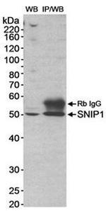 SNIP1 Antibody in Western Blot (WB)